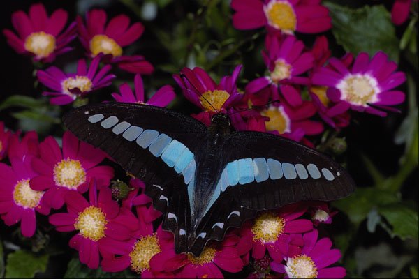 432054 Blue Triangle, Graphium Sarpedon A4 Photo Print