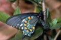 432055 Pipe Vine Swallowtail, Battus Philenor A4 Photo Print