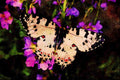 432056 Eastern Festoon, Allancastria Cerisya A4 Limited Edition Watercolour Print