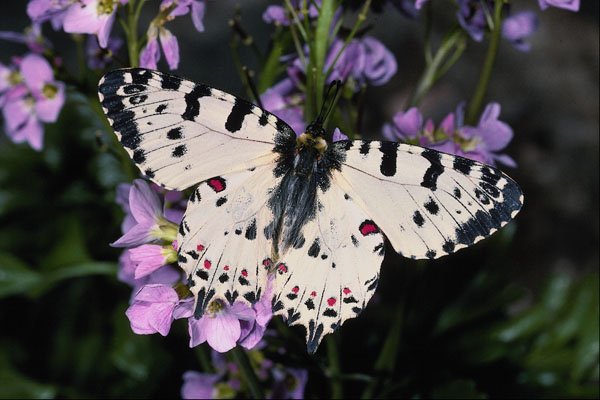 432056 Eastern Festoon, Allancastria Cerisya A4 Photo Print