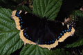 432058 Camberwell Beauty, Nymphalis Antiopa A4 Photo Print