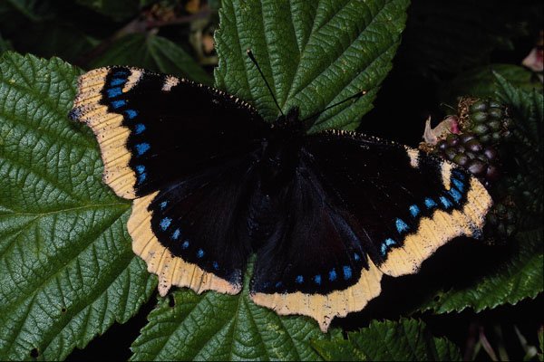 432058 Camberwell Beauty, Nymphalis Antiopa A4 Photo Print