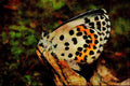 432059 Male Chequered Blue, Scolitanides Orion A4 Limited Edition Watercolour Print