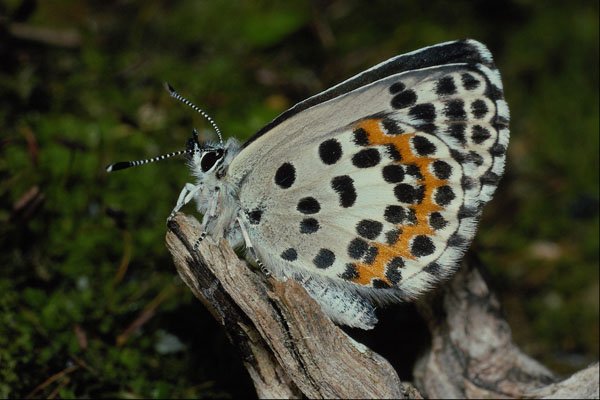 432059 Male Chequered Blue, Scolitanides Orion A4 Photo Print