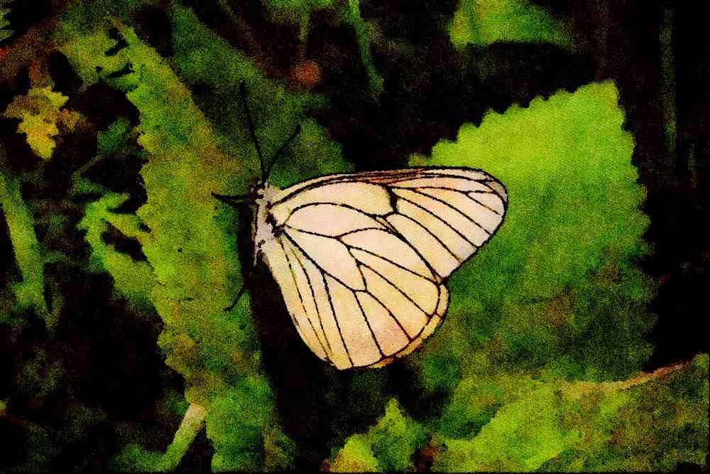 432060 Black Veined White, Aporia Crategi A4 Limited Edition Watercolour Print