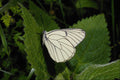 432060 Black Veined White, Aporia Crategi A4 Photo Print