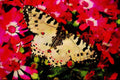 432061 Eastern Festoon, Allancastria Cerisya A4 Limited Edition Watercolour Print