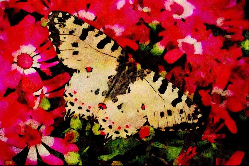 432061 Eastern Festoon, Allancastria Cerisya A4 Limited Edition Watercolour Print