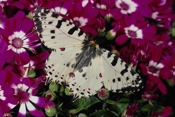 432061 Eastern Festoon, Allancastria Cerisya A4 Photo Print