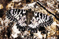 432062 Southern Festoon, Zerynthia Polyxena A4 Limited Edition Watercolour Print