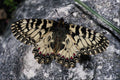 432062 Southern Festoon, Zerynthia Polyxena A4 Photo Print