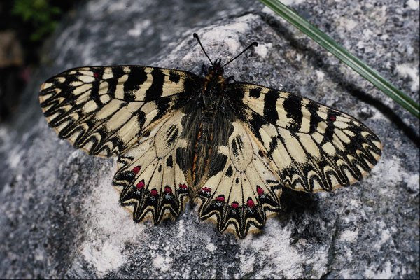 432062 Southern Festoon, Zerynthia Polyxena A4 Photo Print
