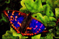 432063 Lesser Purple Emperor, Apatura Ilia A4 Limited Edition Watercolour Print