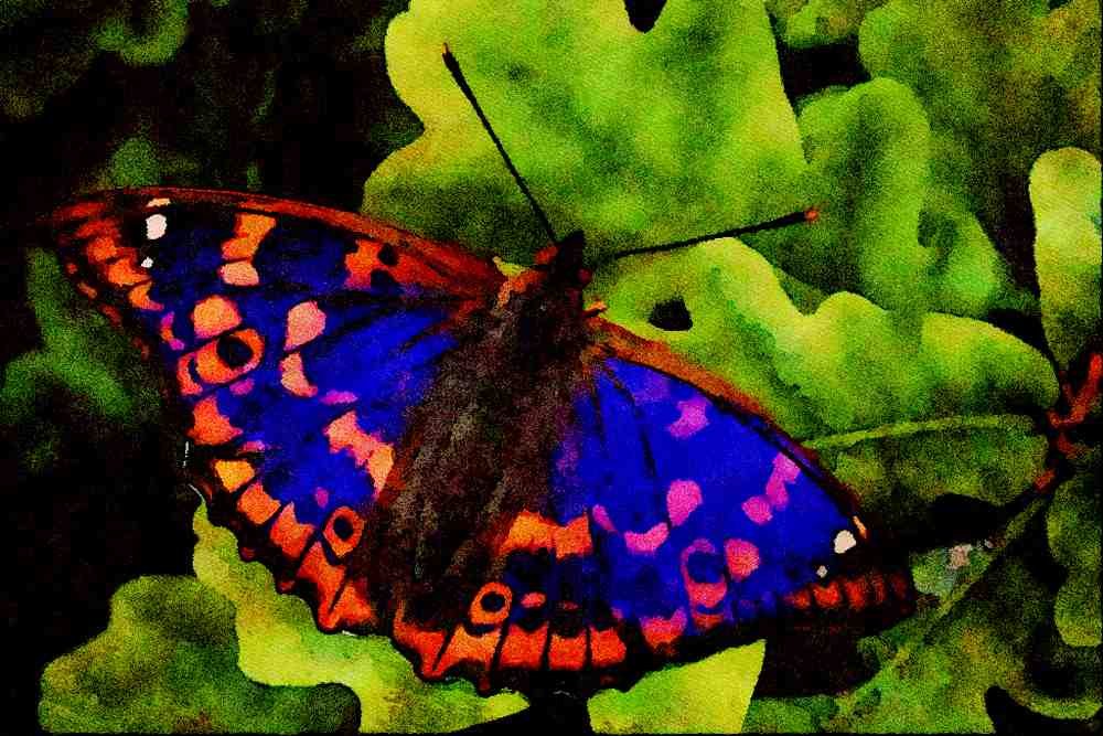 432063 Lesser Purple Emperor, Apatura Ilia A4 Limited Edition Watercolour Print