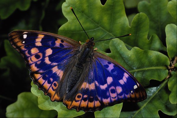 432063 Lesser Purple Emperor, Apatura Ilia A4 Photo Print