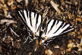 432064 Scarce Swallowtail, Iphiclides Podilirius A4 Limited Edition Watercolour Print