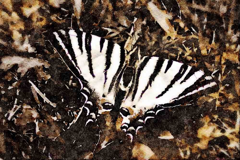 432064 Scarce Swallowtail, Iphiclides Podilirius A4 Limited Edition Watercolour Print