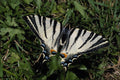 432064 Scarce Swallowtail, Iphiclides Podilirius A4 Photo Print