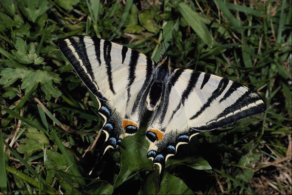 432064 Scarce Swallowtail, Iphiclides Podilirius A4 Photo Print