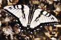 432065 Tiger Swallowtail, Papilio Glaucus A4 Limited Edition Watercolour Print