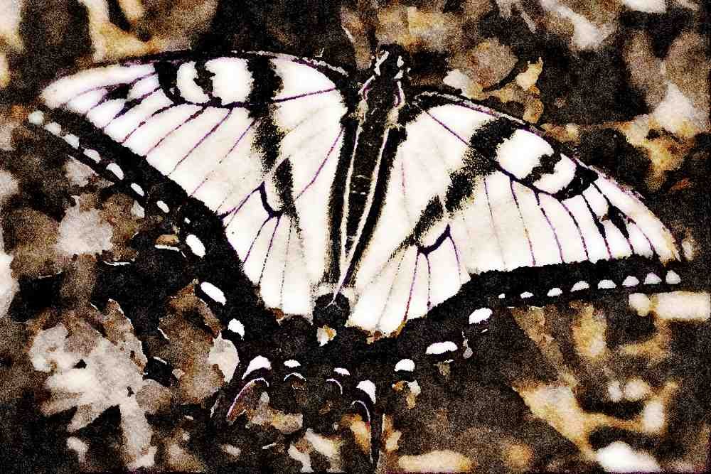 432065 Tiger Swallowtail, Papilio Glaucus A4 Limited Edition Watercolour Print