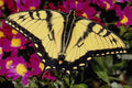 432065 Tiger Swallowtail, Papilio Glaucus A4 Photo Print