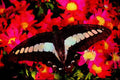 432066 Blue Triangle, Graphium Sarpedon A4 Limited Edition Watercolour Print