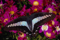 432066 Blue Triangle, Graphium Sarpedon A4 Photo Print