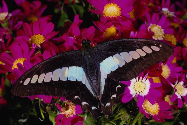 432066 Blue Triangle, Graphium Sarpedon A4 Photo Print