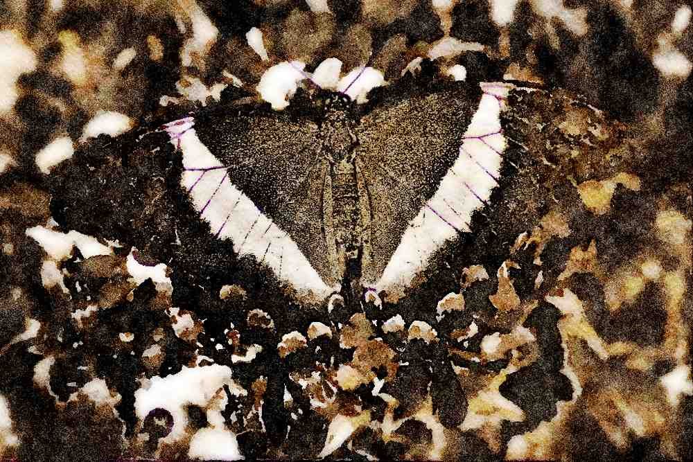 432067 Emerald Swallowtail, Papilio Palinurus Daedalus A4 Limited Edition Watercolour Print