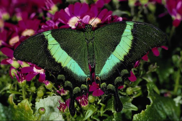 432067 Emerald Swallowtail, Papilio Palinurus Daedalus A4 Photo Print