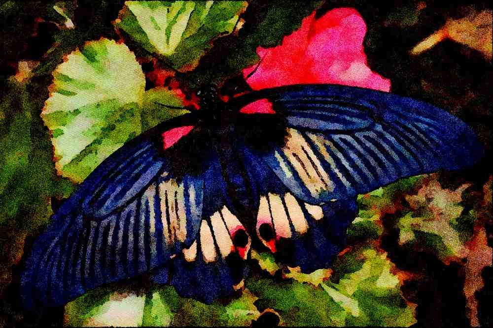 432068 Papilio Rumanzovia A4 Limited Edition Watercolour Print