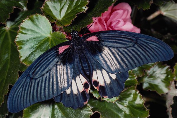 432068 Papilio Rumanzovia A4 Photo Print