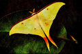432069 Indian Moon Moth A4 Limited Edition Watercolour Print