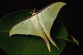 432069 Indian Moon Moth A4 Photo Print