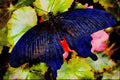 432070 Great Mormon, Papilio Memnon A4 Limited Edition Watercolour Print