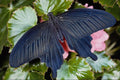 432070 Great Mormon, Papilio Memnon A4 Photo Print