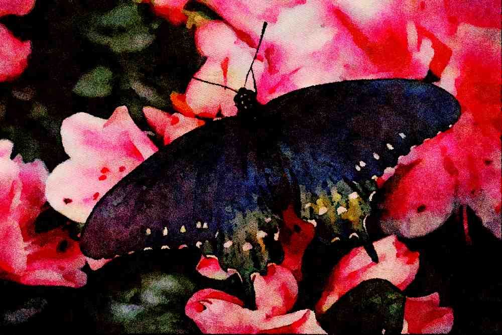 432071 Pipe Vine Swallowtail, Battus Philenor A4 Limited Edition Watercolour Print