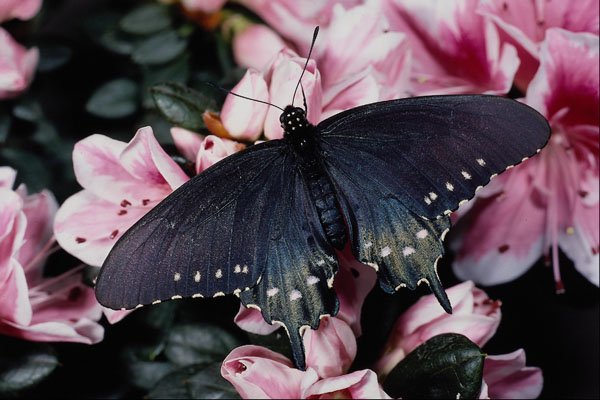 432071 Pipe Vine Swallowtail, Battus Philenor A4 Photo Print