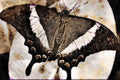 432072 Emerald Swallowtail, Papilio Palinurus Daedalus A4 Limited Edition Watercolour Print