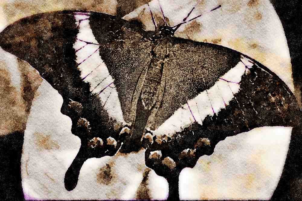 432072 Emerald Swallowtail, Papilio Palinurus Daedalus A4 Limited Edition Watercolour Print