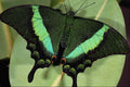 432072 Emerald Swallowtail, Papilio Palinurus Daedalus A4 Photo Print