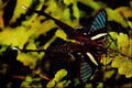 432073 The Green Dragontail, Lampreptera Meges A4 Limited Edition Watercolour Print