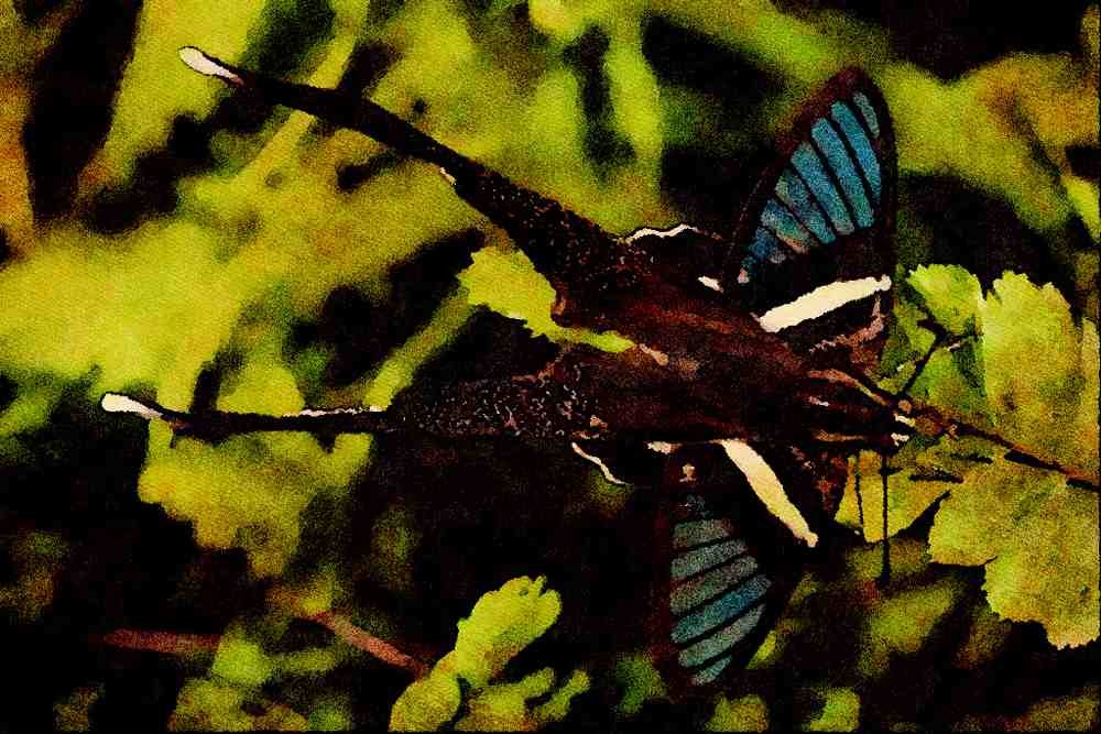 432073 The Green Dragontail, Lampreptera Meges A4 Limited Edition Watercolour Print