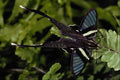 432073 The Green Dragontail, Lampreptera Meges A4 Photo Print