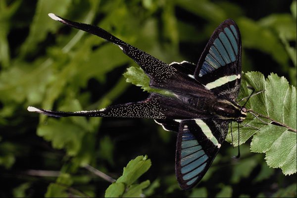 432073 The Green Dragontail, Lampreptera Meges A4 Photo Print
