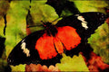 432074 Malay Lacewing, Cethosia Hypsea A4 Limited Edition Watercolour Print