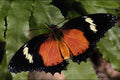 432074 Malay Lacewing, Cethosia Hypsea A4 Photo Print