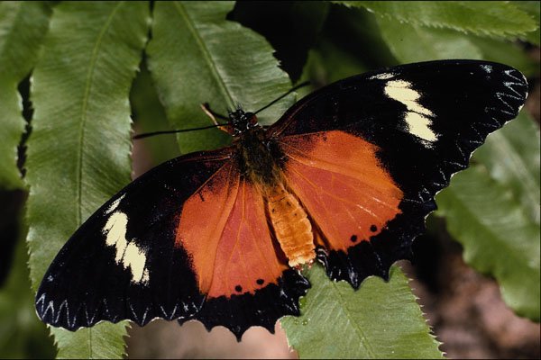 432074 Malay Lacewing, Cethosia Hypsea A4 Photo Print