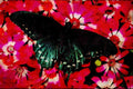 432075 Pipe Vine Swallowtail, Battus Philenor A4 Limited Edition Watercolour Print